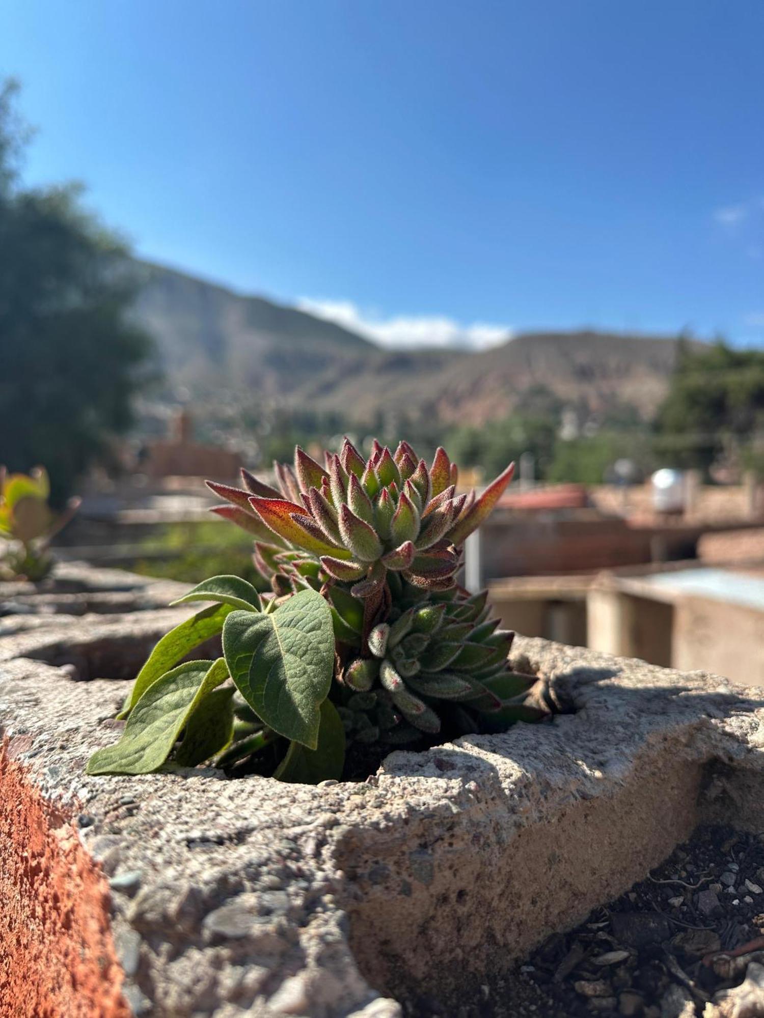 Tilcara Hostel Dış mekan fotoğraf